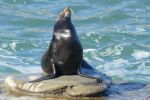 PICTURES/La Jolla Cove - Seals & Sea Lions/t_P1000231.JPG